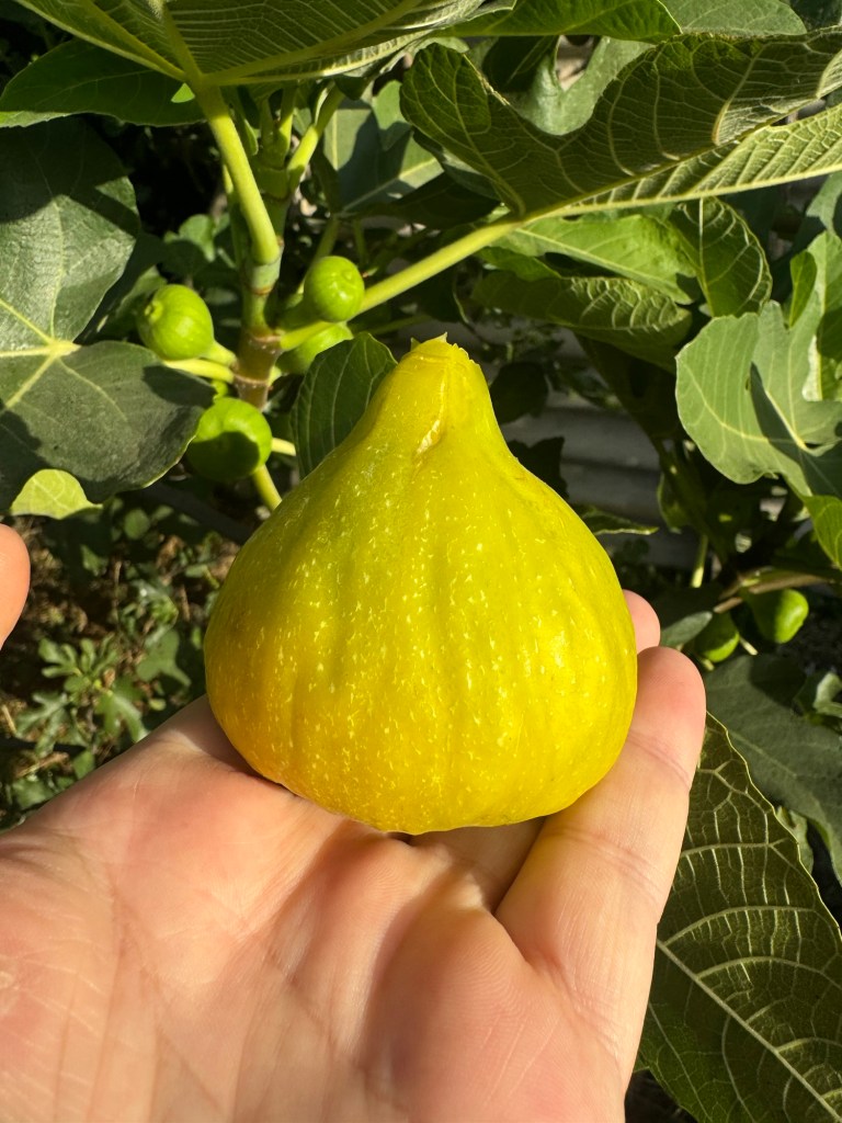 Jin Ao Fen&nbsp;Breba